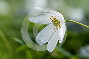 Dreamy wood anemone wild flowers in forest. Soft focus image a white spring flowers Anemone Nemorosa