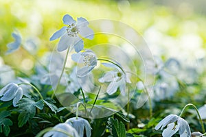 Dreamy wood anemone wild flowers in forest. Soft focus image a white spring flowers Anemone Nemorosa