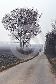 Dreary, Lonely Country Road in Winter in Czech Republic photo