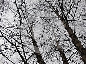 Dreary Winter Bare Trees on an Overcast Day