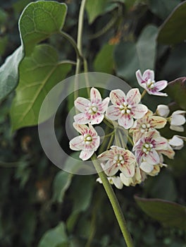 Dregea sinensis or Wattakaka sinensis