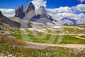 Drei Zinnen or Tre Cime di Lavaredo with beautiful flowering meadow, Sextener Dolomiten or Dolomiti di Sesto, South Tirol, Italy