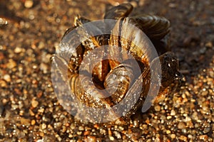 Dreissena polymorpha shells
