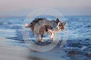 A drenched Border Collie dog trots through shallow sea waters