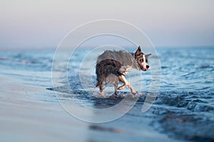 A drenched Border Collie dog trots through shallow sea waters