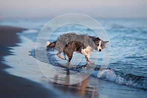 A drenched Border Collie dog trots through shallow sea waters