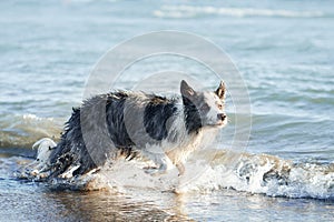 A drenched Border Collie dog trots through shallow sea waters