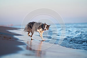 A drenched Border Collie dog trots through shallow sea waters