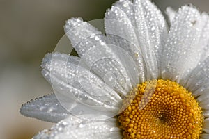 Drenched Daisy