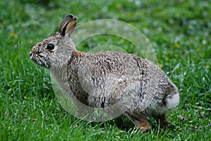 Drenched Eastern Cottontail, Sylvilagus floridanus on green lawn