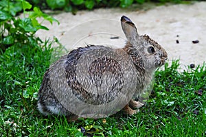 Drenched Eastern Cottontail, Sylvilagus floridanus, after a Rain photo