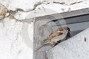 A drenched indian sparrow is eating picking up things which are on a door. Beautiful plumage with gray and brown shade