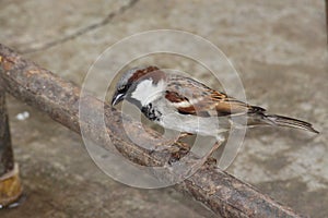 A drenched indian sparrow is eating picking up things which are on a rail. Beautiful plumage with gray and brown shade