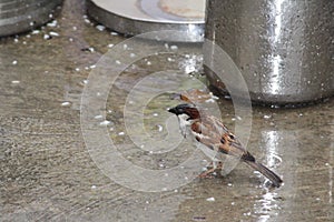 A drenched indian sparrow is eating things which are on the ground. Beautiful plumage with gray and brown