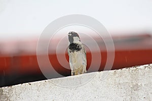 A drenched indian sparrow is eating things which are on the ground. Beautiful plumage with gray and brown