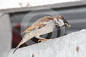 A drenched indian sparrow is eating things which are on a wall. Beautiful plumage with gray and brown