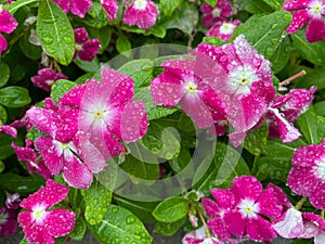 Drenched Pink Impatiens Flowers in September in Fall