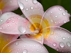 Drenched Plumeria