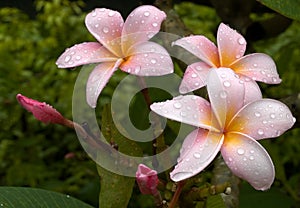 Drenched Plumeria