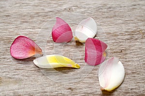 Drenched Plumeria. Nature, shapes.