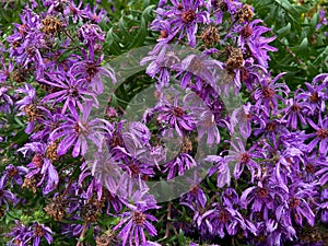 Drenched Purple Flowers in September in Fall