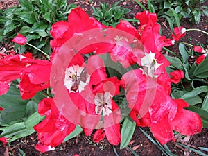 Drenched Red Tulips in Spring