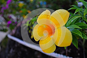 Drenched yellowbell flower with dewdrops