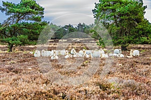 Drenthe moor sheep in nature reserve the Groote Zand  in the Dutch province of Drenthe