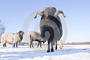 Drents Heideschaap, Heathland Sheep