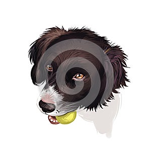 Drentsche Patrijshond, Drentscher Huhnerhund, Dutch Partridge dog digital art illustration isolated on white background. photo