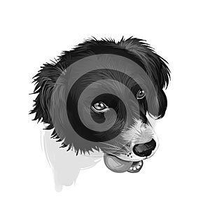 Drentsche Patrijshond, Drentscher Huhnerhund, Dutch Partridge dog digital art illustration isolated on white background. photo