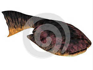 Drepanaspis Fish on White