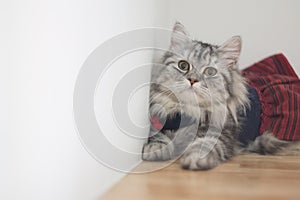 Dress your beautiful cats