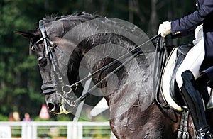 Entrenamiento de caballos 