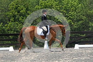 Dressage