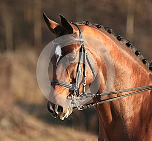 Dressage photo