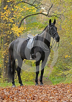 Dressage black horse in wood