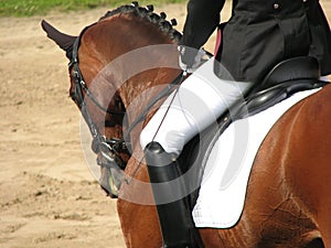 Dressage elegance photo