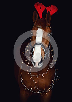 Dressage gelding chestnut horse in bridle and christmas decoration