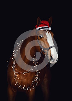 Dressage gelding chestnut horse in bridle and christmas decoration