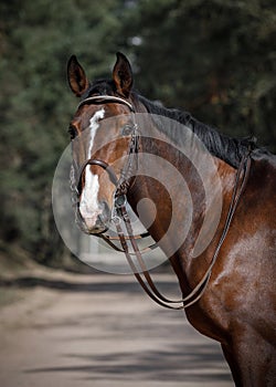 Dressage gelding horse in double bridle on forest road in spring daytime