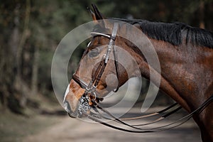 Dressage gelding horse in double bridle on forest road in spring daytime