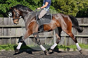 Dressage Hanoverian horse