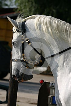 Dressage, head close-up