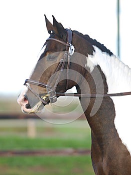 Dressage Headshot