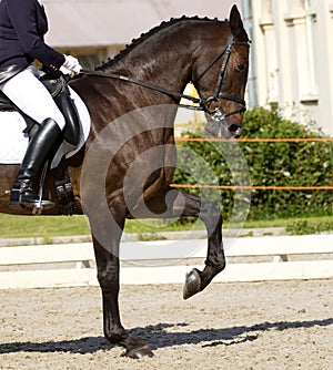 Dressage horse