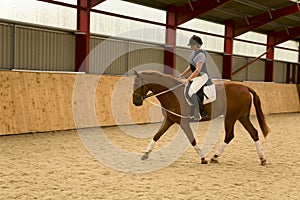 Dressage Horse