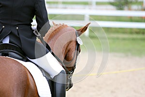 Dressage horse photo