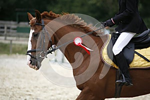 Dressage horse canter with winner ribbon