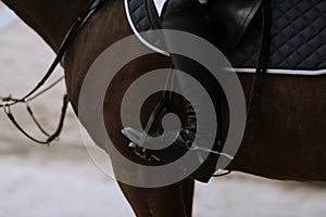 Dressage horse in close-up in a dressage competition in a square
